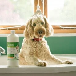 Aqueos Aqueos Anti-Bacterial Dog Shampoo -Groomers Online aqueos anti bacterial dog shampoo p2925 14362 medium