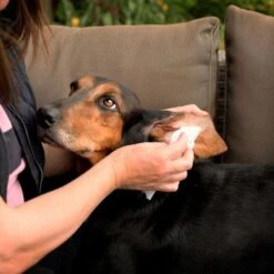 Aqueos Aqueos Disinfectant Wipes -Groomers Online aqueos disinfectant wipes p1179 14367 medium